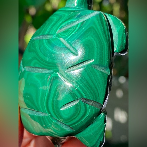 Malachite Turtle - Picture 10 of 16